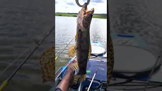 TRAÍRAS DE SALTO GRANDE! screenshot 4