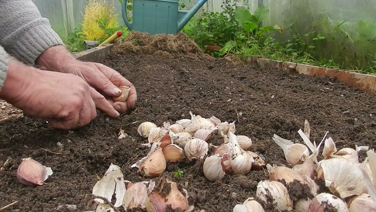Planter l'ail Truc et astuce le 22 octobre avec cendre de bois engrais organique et sable