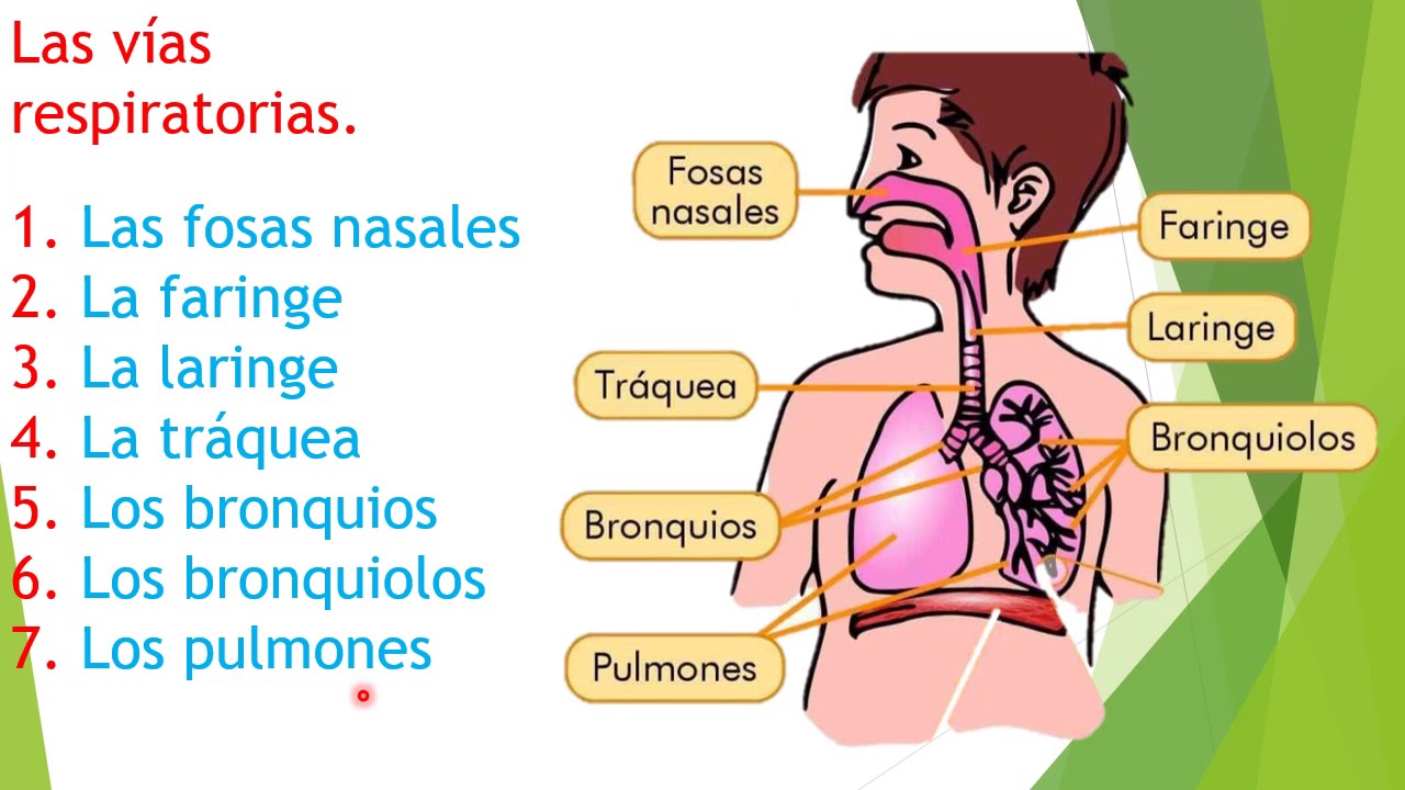 Medir la frecuencia respiratoria