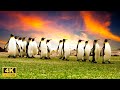 Penguin Collection In 4K UHD Fun And Relaxing Music To Watch Penguin Collection In 4K UHD Fun And Relaxing Music To Watch
