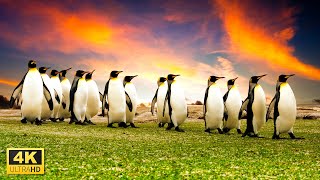 Penguin Collection in 4K UHD - Fun and Relaxing Music to Watch