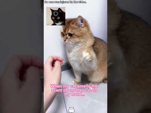 Caught cheating… by my cat 😳🐱#cat #cats #catslovers  #fyp