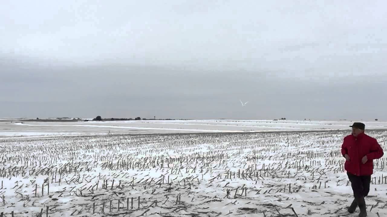 Snowy Owl Release at Goose Pond Sanctuary