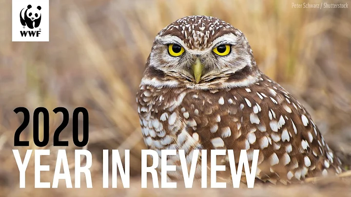 Year in Review - 2020