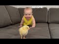 My baby tries to catch baby chick 