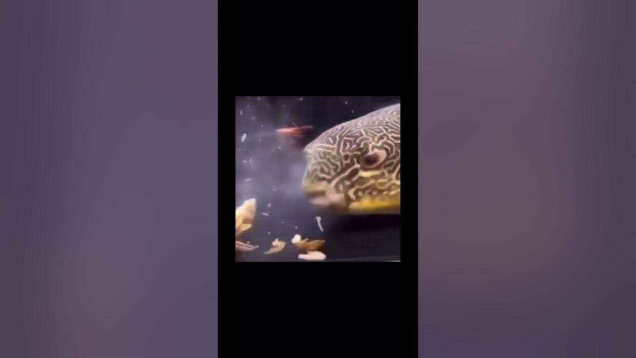 Mr krabs dies youtube