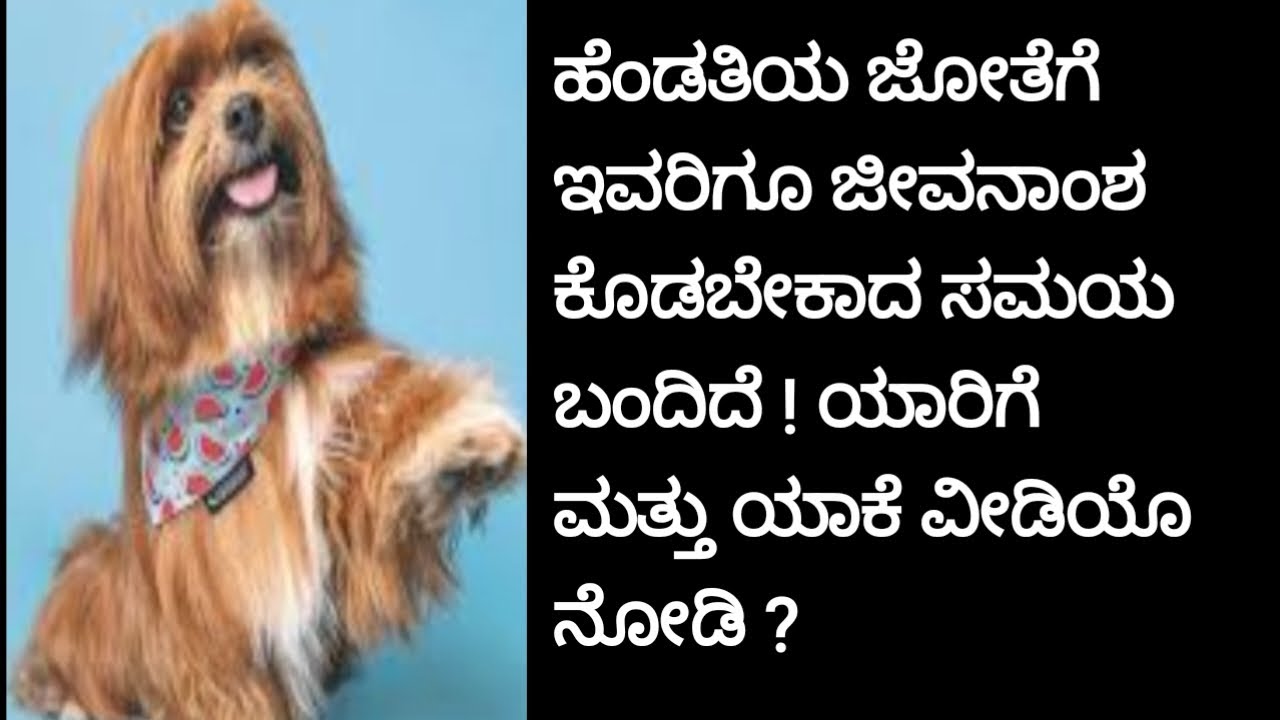 Mumbai Court Grants Maintenance For Women's Pet Dogs explained in