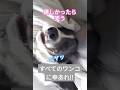 すべてのわんこに幸あれ #明日の私に幸あれ #dog #shorts #youtube