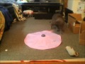 Apochs.net PET Review - SmartyKat Hot Pursuit