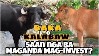 BAKA O KALABAW | Ano nga ba ang Magandang Alagaan?| Additional Farm Investment