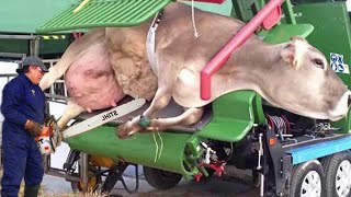 Famous SMART COLLAR TRANSLATES COW EMOTIONS: Revolutionary Animal Communication 🐄 | SCIENTIFIC BREAKTHROUGH Profile