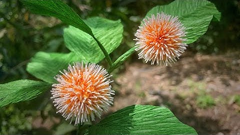 ABC TV | How To Make Nauclea Orientalis With Crepe Paper - Craft Tutorial