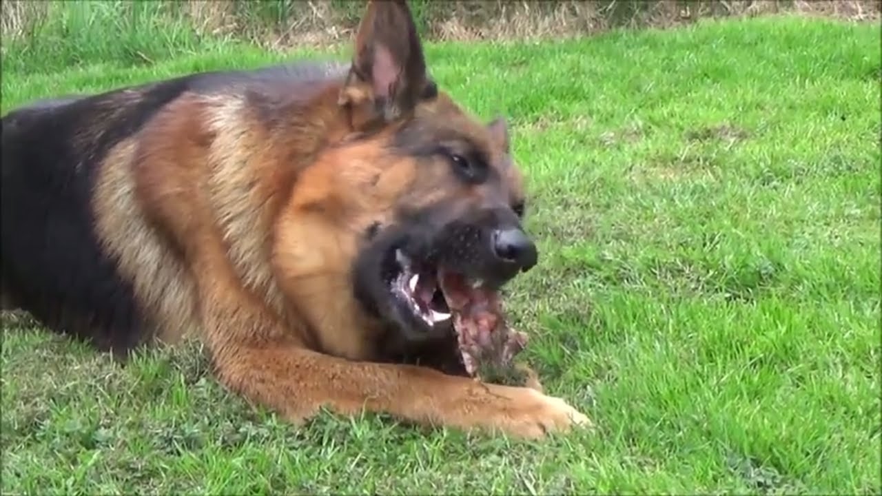 Worlds Best dog toothbrush German Shepherd eats raw beef Rib