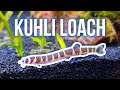 Kuhli Loaches – Best Beginner Oddball Fish?