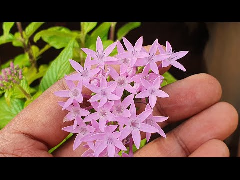 Video: Pentas blomst: planting, stell, dyrking og reproduksjon, foto