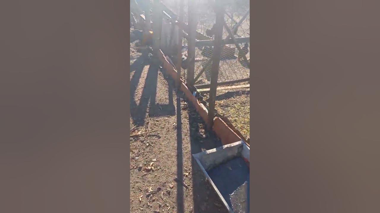 My life. My life. Why does the chicken run away from me?6 YouTube
