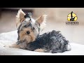 Yorkshire Terrier: Training for Barking Yorkshire Terrier: Training for Barking