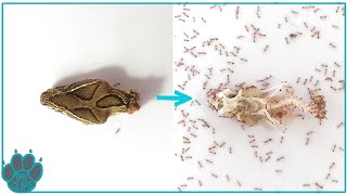 DECOMPOSITION OF SNAKE BY ANTS | TIMELAPSE | EPIC CLIPS