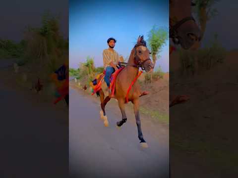 horse riding 🔥 || horse lovers || #shorts #viral #horse #funnyhorse