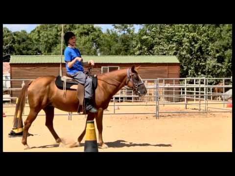 וִידֵאוֹ: התקפים בסוסים - טיפול בהתקפי סוסים