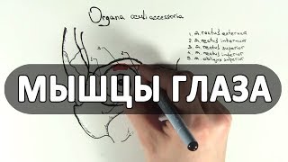Анатомия мышц глаза - meduniver.com Анатомия мышц глаза - meduniver.com