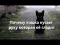 Почему кошка кусает руку которая её гладит