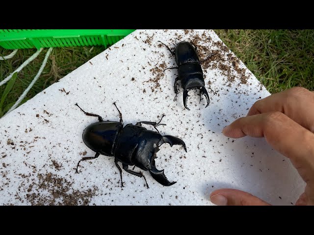 ギンポ堂クワガタマルカメムシと南米の甲虫 ギンポ堂クワガタマルカメムシと南米の甲虫 ギンポ堂クワガタ