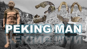 The Missing Peking Man Fossils