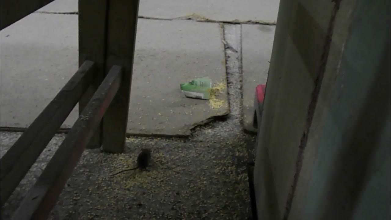 Mice love hazelnuts! Mäuse lieben Haselnüsse! YouTube