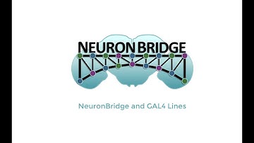 neuPrint and Neuron Bridge