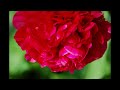 Summer in an English Garden 2023 - Dr Sophie Louisa Bennett, Skellingthorpe