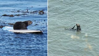 Surfing Santa Cruz sea otter evades capture for another day as crowds visit her