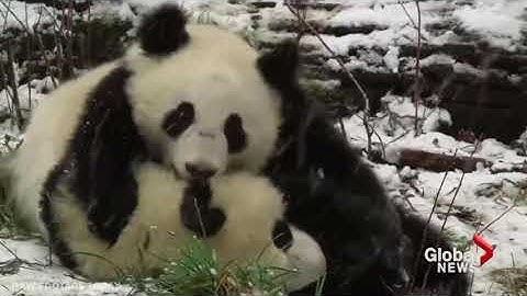 Twin pandas enjoy snow day
