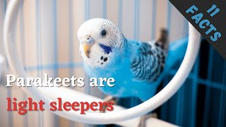 11 (New) Parakeet Facts You Didn't Know [Must Check #5]