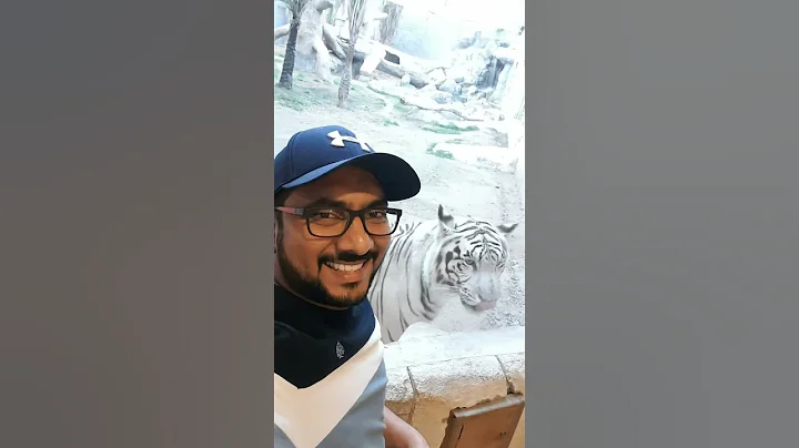 Video 1897161: bengal tiger lion, white bengal tiger, spotted bengal, bengal travel, black bengal, african lion, big cat