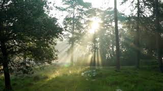 🌞 Sunrise in the woods || nature status ||  whatsapp status 🌞 good morning || Bird Sounds  🎧 🌅 🌄 screenshot 3
