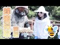 【VLOG】はちみつを採ってきました🐝💛（前編）