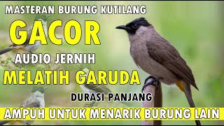 Masteran Burung Kutilang Gacor Pasti Burung Kutilang Lain Ikut Bunyi Durasi Panjang