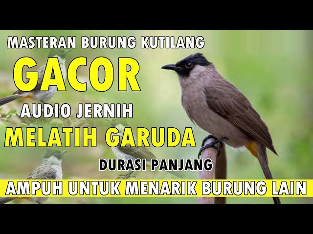 Masteran Burung Kutilang Gacor Pasti Burung Kutilang Lain Ikut Bunyi Durasi Panjang class=