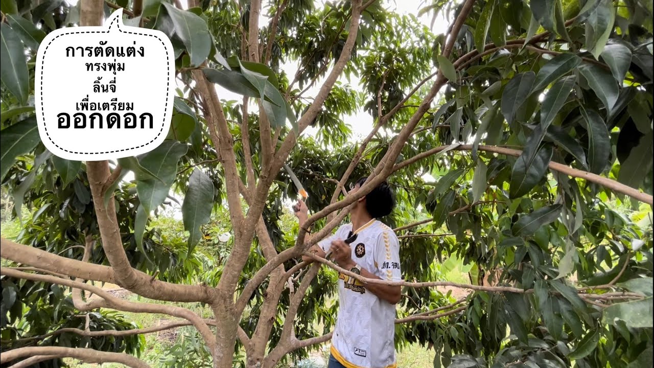 การตัดแต่งต้นลิ้นจี่ เพื่อเตรียมออกดอก