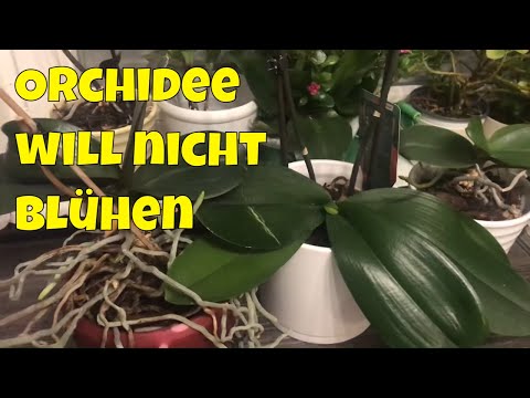 Orchidee bildet nur Blätter, aber keine Blüten? Diese Ursachen prüfen