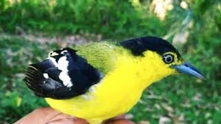 SUARA PIKAT BURUNG CIPOH EKOR HITAM / SIRTU / SIRDUNG JAMIN TURUN TERBARU