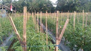 Tomat TM ELISHA 35 hari tanam