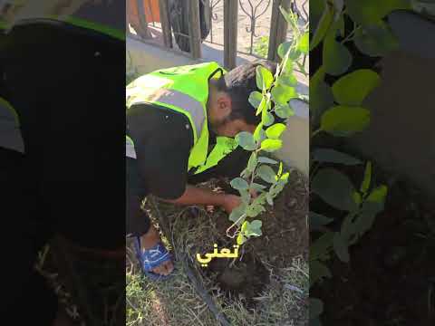 زراعة اشجار البيزيا وسدر حملة تشجير الاماكن العامة  اغرسها لنحيا تشجير زراعة البيزيا