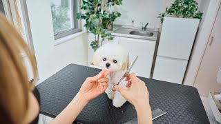 Toy poodle puppy too sleepy to stand during grooming.