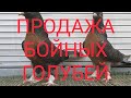 БОЙНЫЕ ГОЛУБИ. ПРОДАЖА.8-929- 822 - 32 - 60 Константин