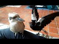 Absolute aussie bird chaos  part 1