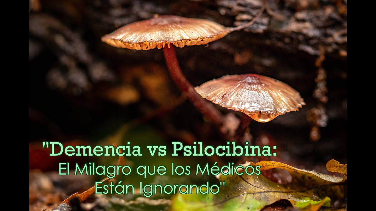 "Demencia vs Psilocibina: El Milagro que los Médicos Están Ignorando"