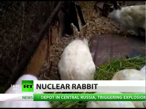 Video: The Earless Rabbit, Born Recently Near Fukushima, Is Scaring The World With Nuclear Consequences - Alternative View