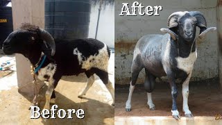 Awesome 😱🔥 Transformation of Kabra Vilayati Sheep 😱🔥